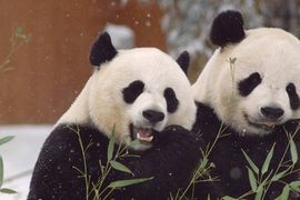 Destination DC Reveals Visitor Stats, New Events and Pandas