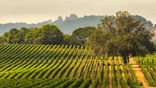 Sonoma vineyard visit california