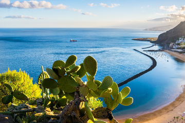 tenerifestock