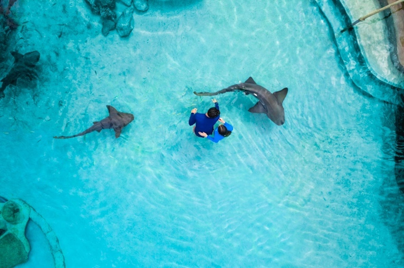 5 Cool Ways Groups Can Experience Caribbean Marine Life
