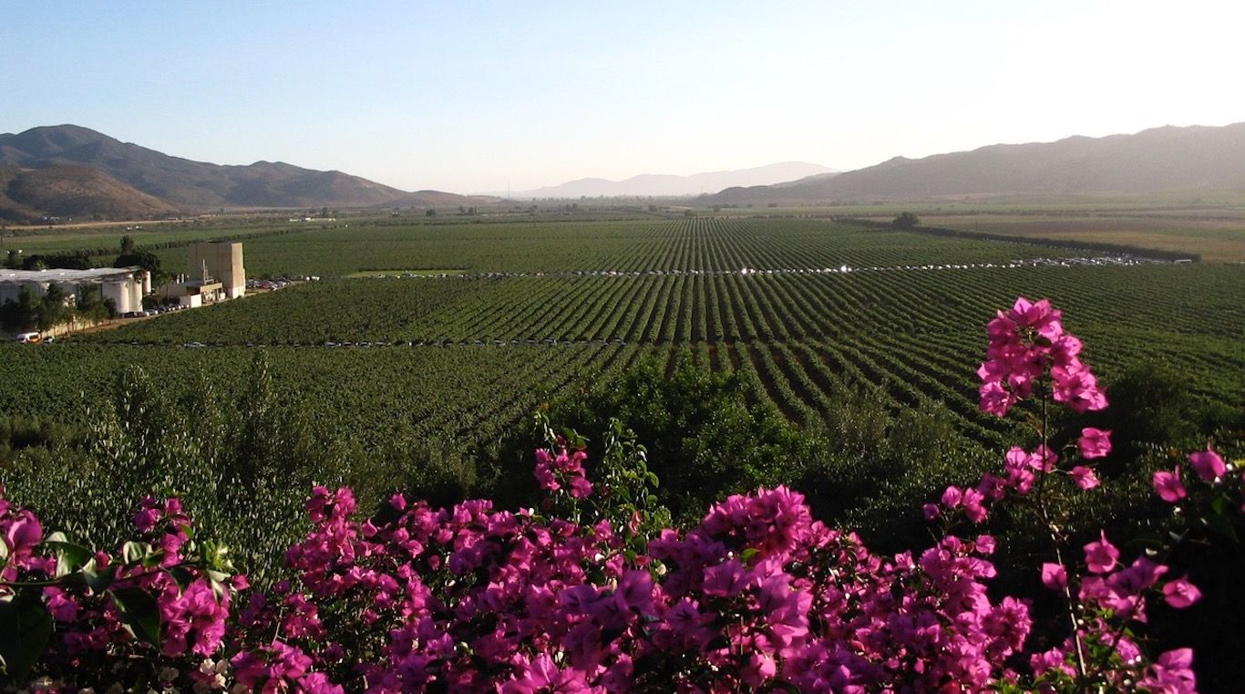 Mexico Wine