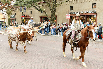Fort Worth Herd of Longhorn cattle