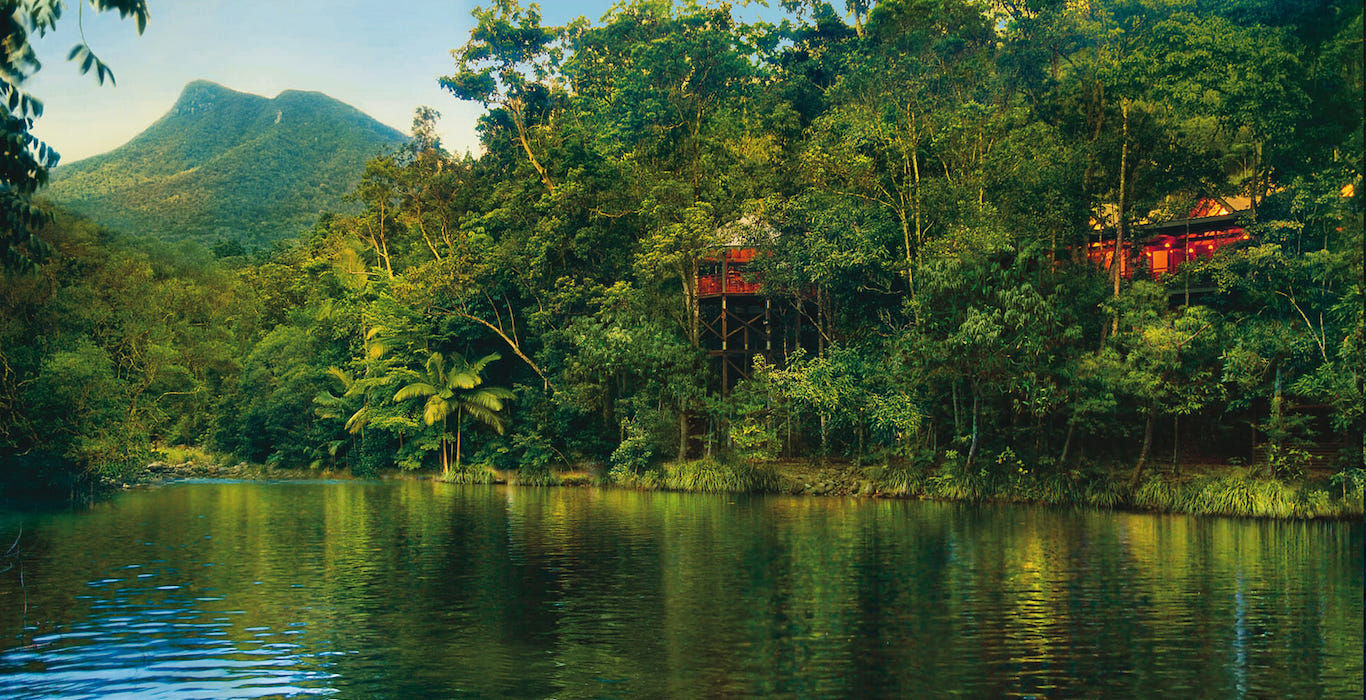 australian-rainforest