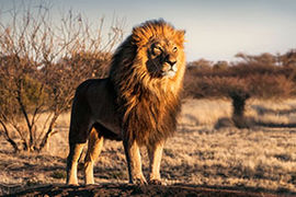 Lion leadership