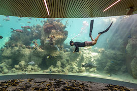 Daydream Island Resort - The Living Reef