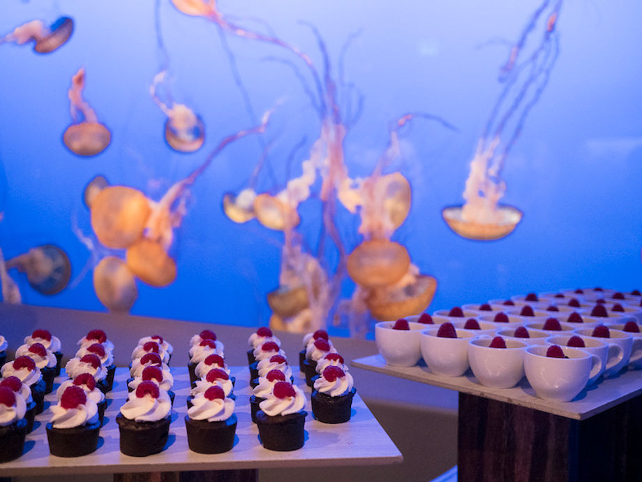 Jellyfish and Private Events at Monterey Bay