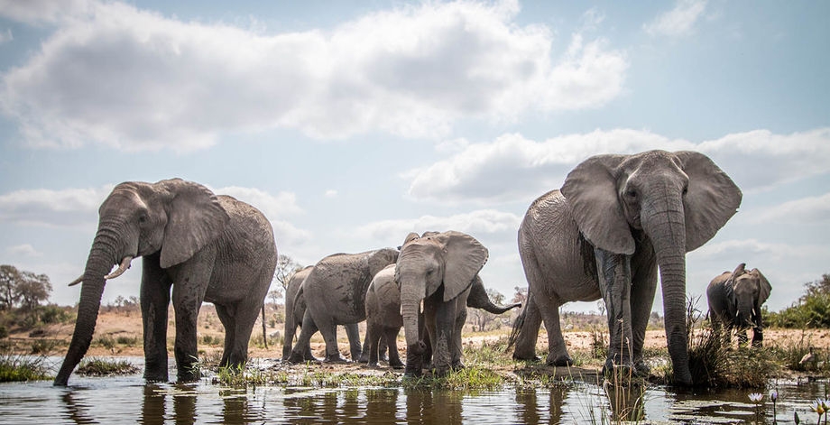 elephants South Africa elephants South Africa