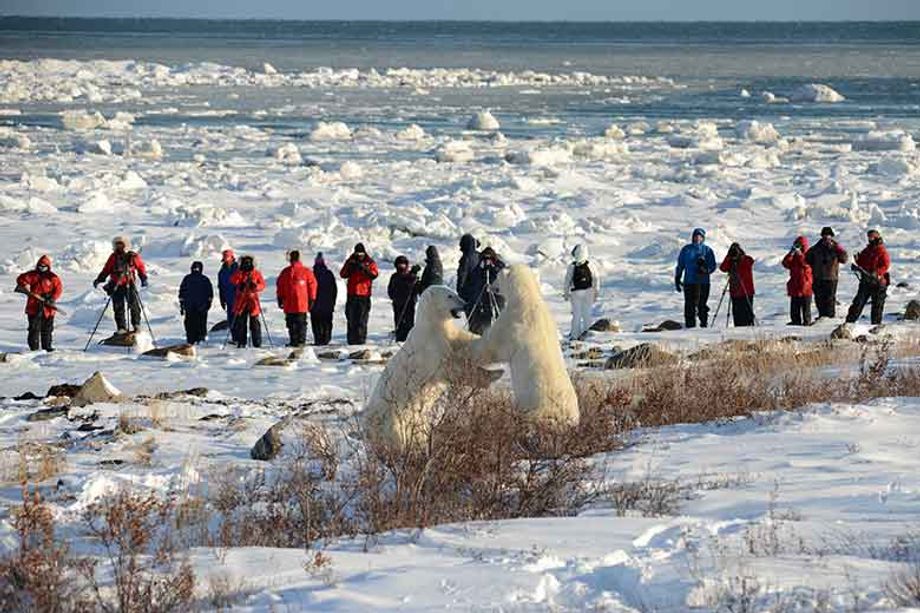 Churchill, Manitoba is home to one of the highest concentrations of polar bears in the world, and incentive participants can take a guided safari on foot with groups like Churchill Wild.