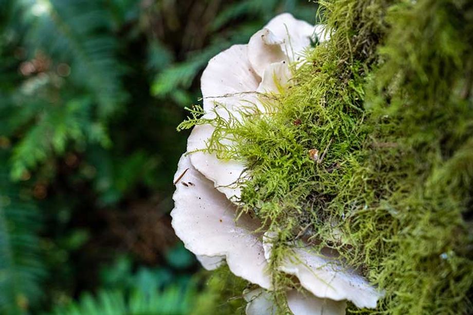 In British Columbia, groups can participate in foraging tours, learning how to safely gather, prepare and cook local delicacies such as oyster mushrooms.