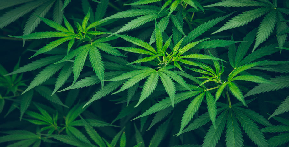 Cananbis Legalization Meetings 2020