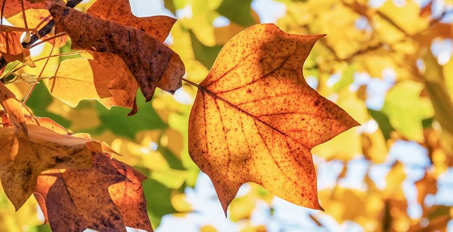 Fall is an ideal time to plan meetings that emphasize change and abundance.