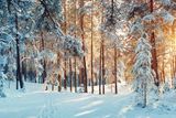 winter-forest-candy1812-AdobeStock_175382669b