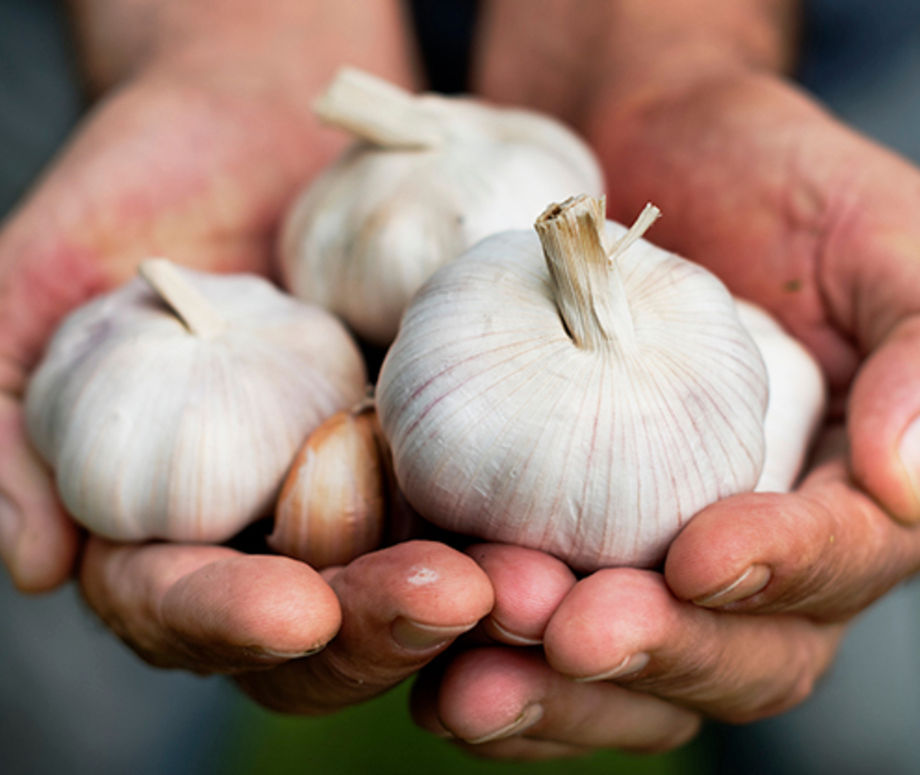 garlic-farm-aurora-hills