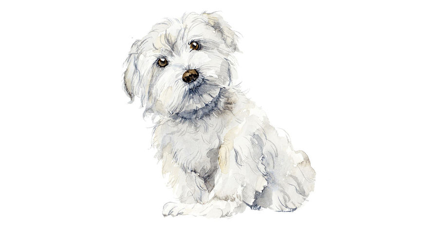 Watercolor of a maltese puppy, illustration by Budogosh for Adobe Stock