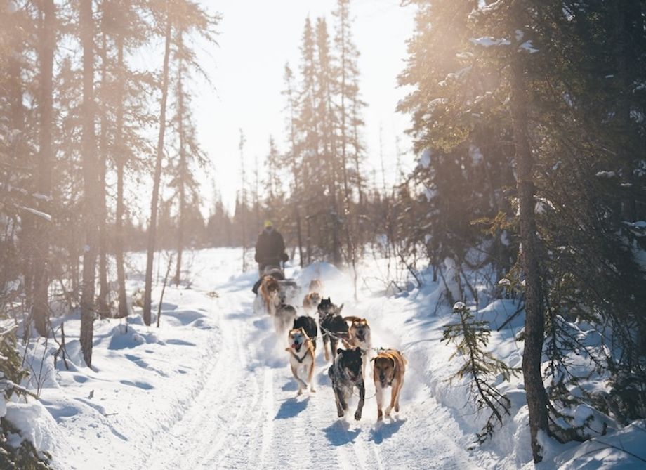 dogsledding destination canada 2