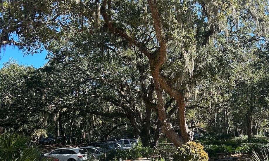 Amelia-island-trees