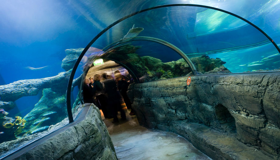 aquarium-meetings