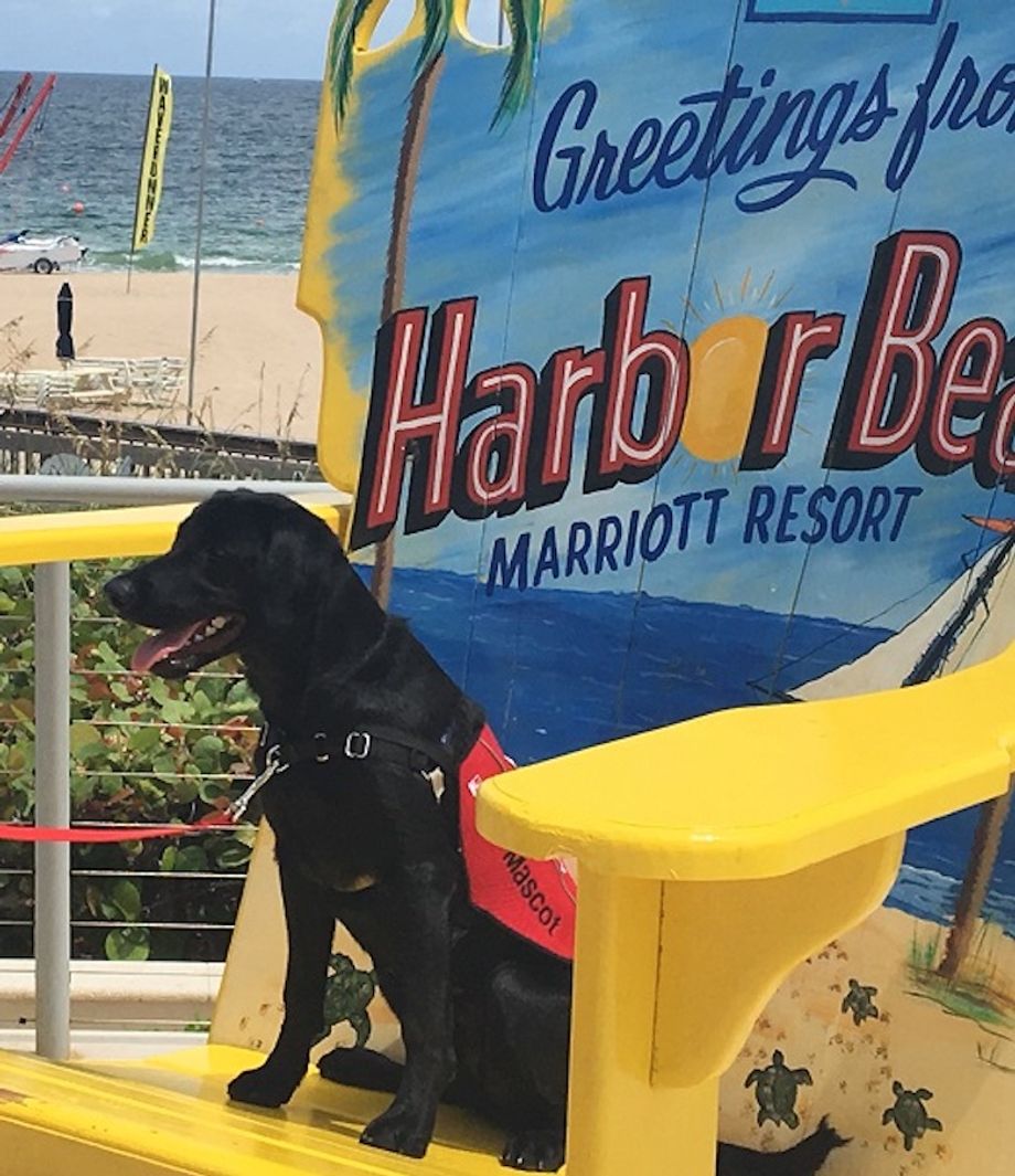 Therapy-Dog-Marriott-Fort-Lauderdale-Resort