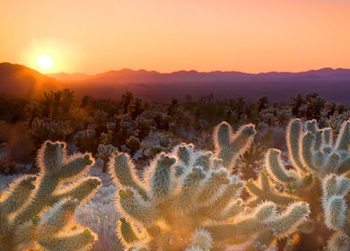 Joshua Tree National Park, near Palm Springs