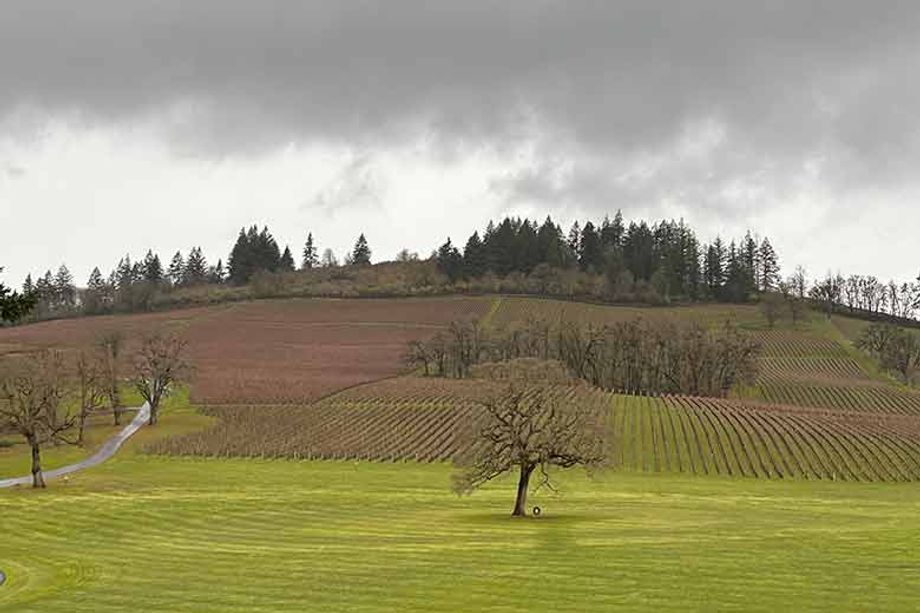 stellar vineyards willamette valley
