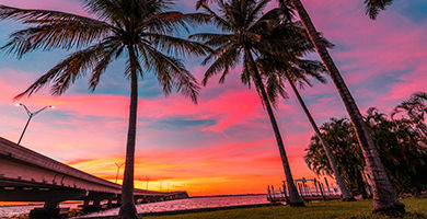 Ft Myers 3 trees