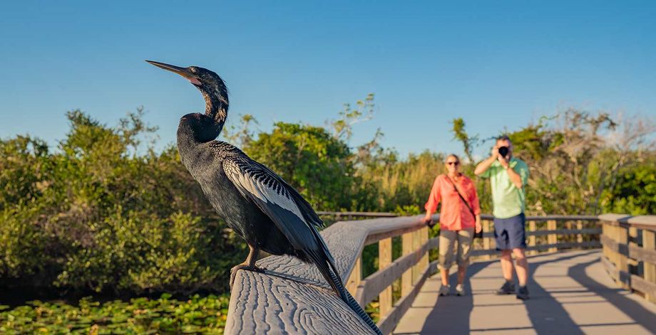 Keys Birding Keys Birding