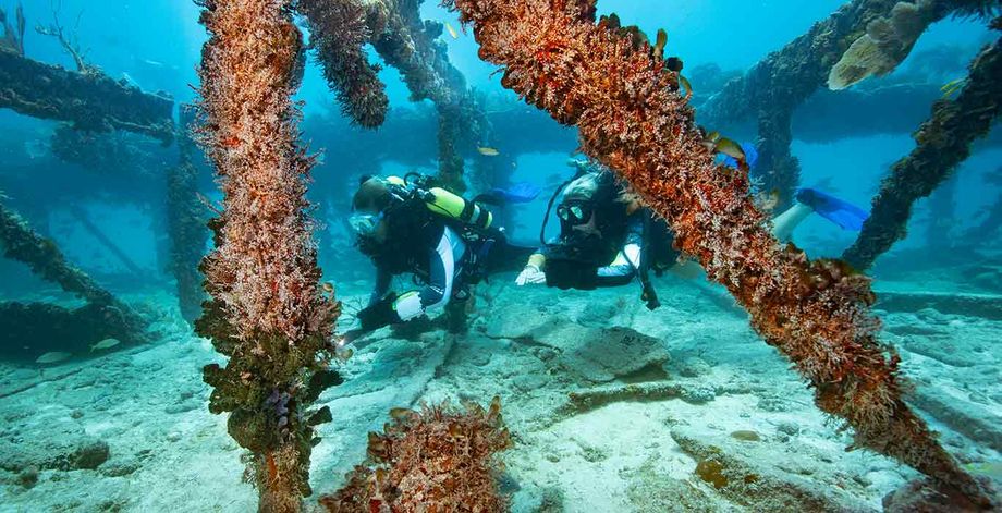 Keys Diving Keys Diving