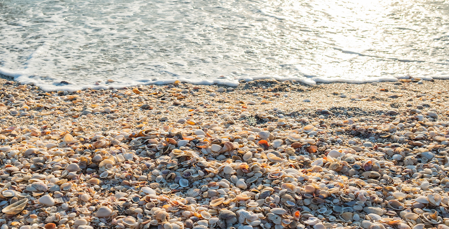 Lee County _Fort Myers_Seashells_June 2023