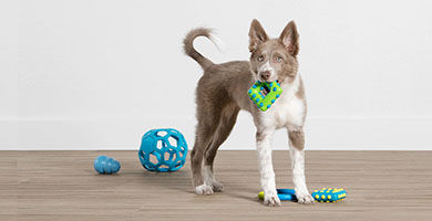 Pet Smart image rev