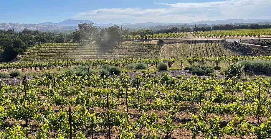 Healdsburg vineyard Healdsburg vineyard