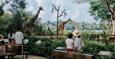 Singapore Zoo final
