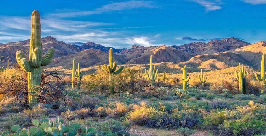 Tucson 2025 sonoran desert Tucson 2025 sonoran desert
