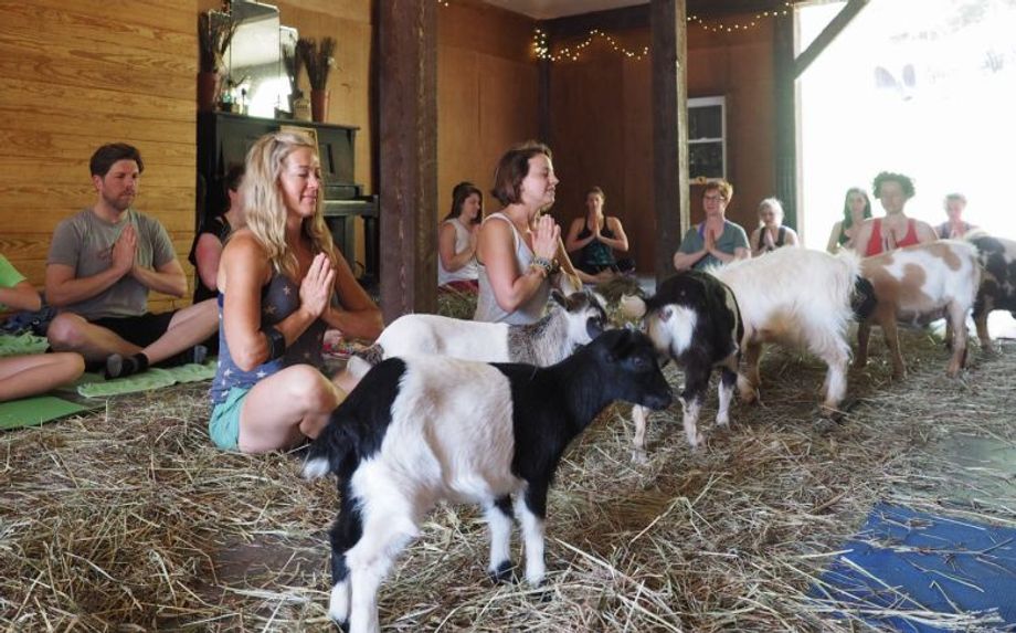 Among the wellness experiences available to groups through Asheville Wellness Tours is goat yoga.