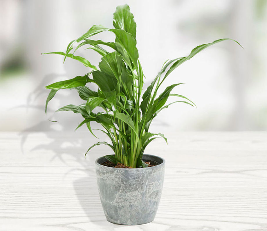 sugarwish peace lilly plant