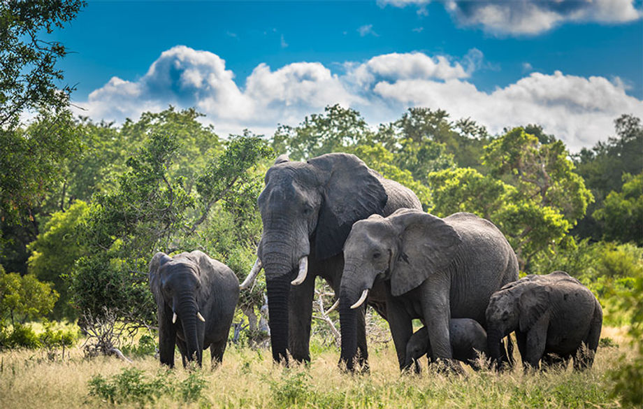 Elephants in Africa