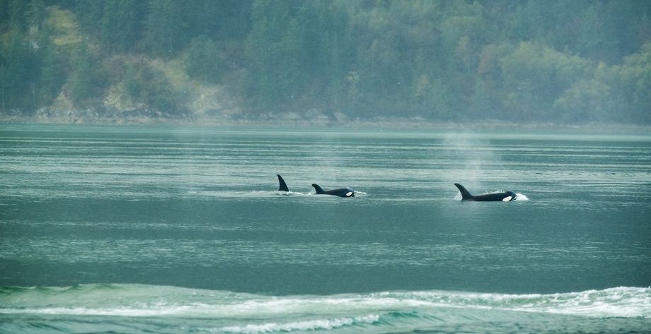 Canada INC2 Orcas Nimmo Canada INC2 Orcas Nimmo
