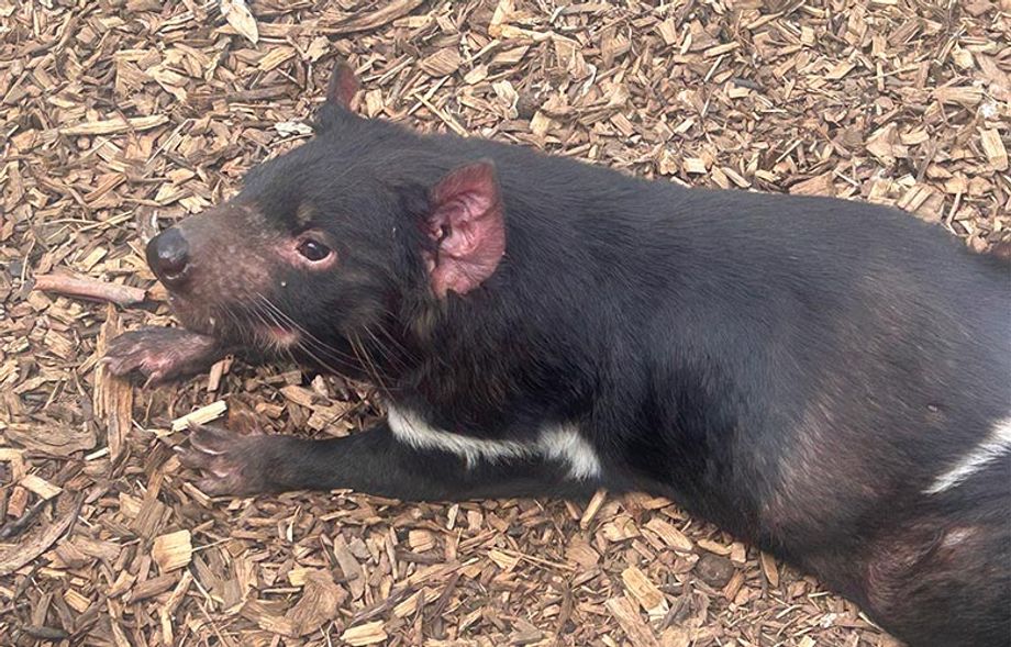 a Tasmanian devil