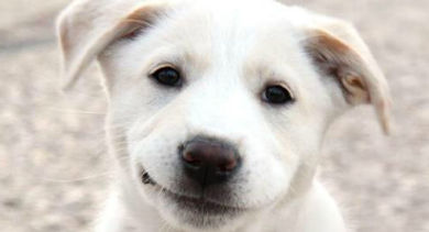 smiling dog - 370