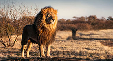 Lion leadership