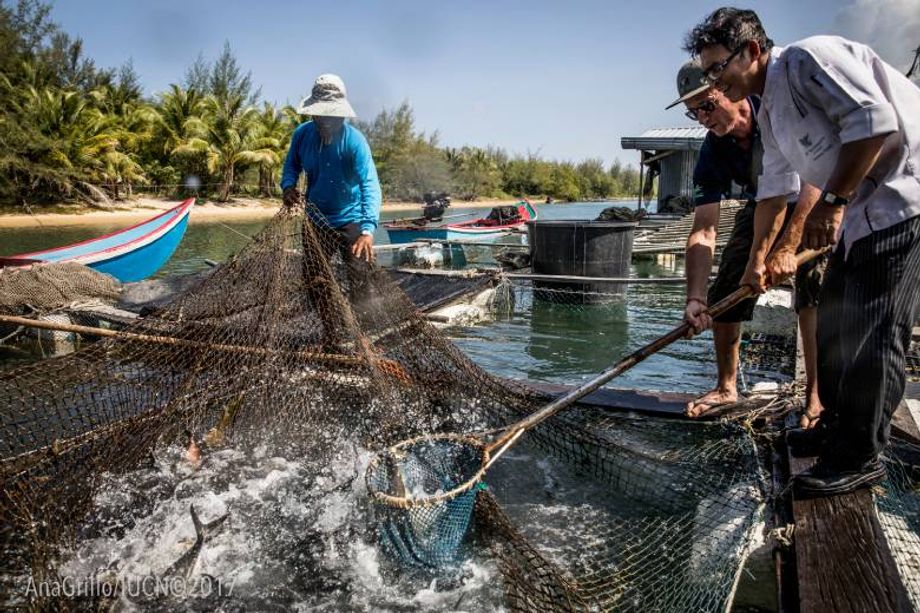 marriott-responsible-seafood
