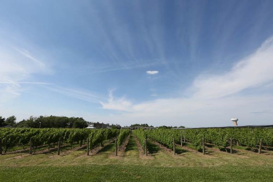 Niagara's agribusiness sector employs 20,000 workers and generates $1.4 billion in agriculture GDP — not to mention more than 200 greenhouses and close to 100 wineries spread out over 215,000 acres of lush farmland.