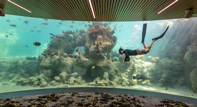 Daydream Island Resort - The Living Reef
