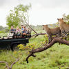 Startup Stage: Safari Circle takes a matchmaking approach to safari planning