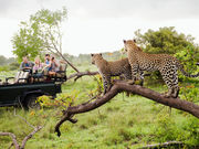 Startup Stage: Safari Circle takes a matchmaking approach to safari planning