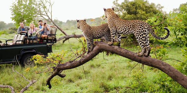 Startup Stage: Safari Circle takes a matchmaking approach to safari planning