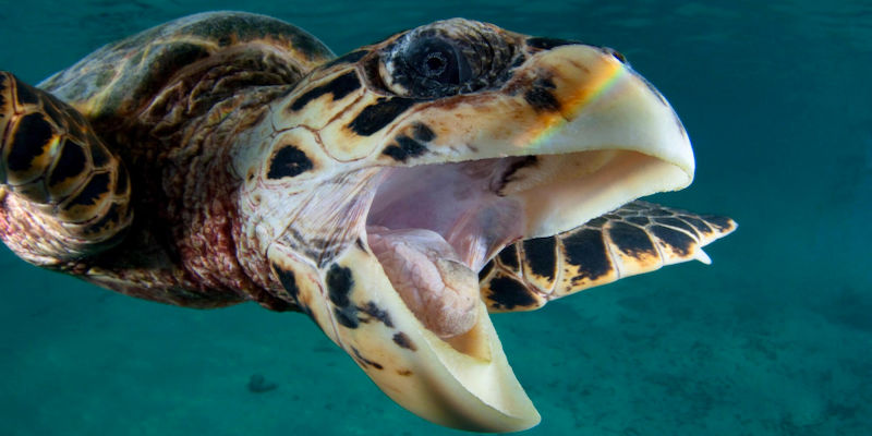 Diving trips platform Zublu adds $1M in seed funding