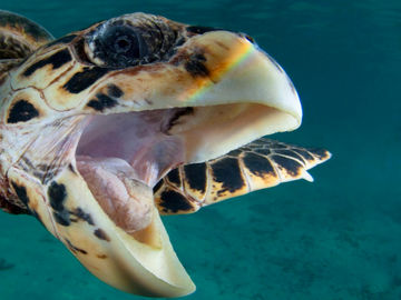 Diving trips platform Zublu adds $1M in seed funding Diving trips platform Zublu adds $1M in seed funding