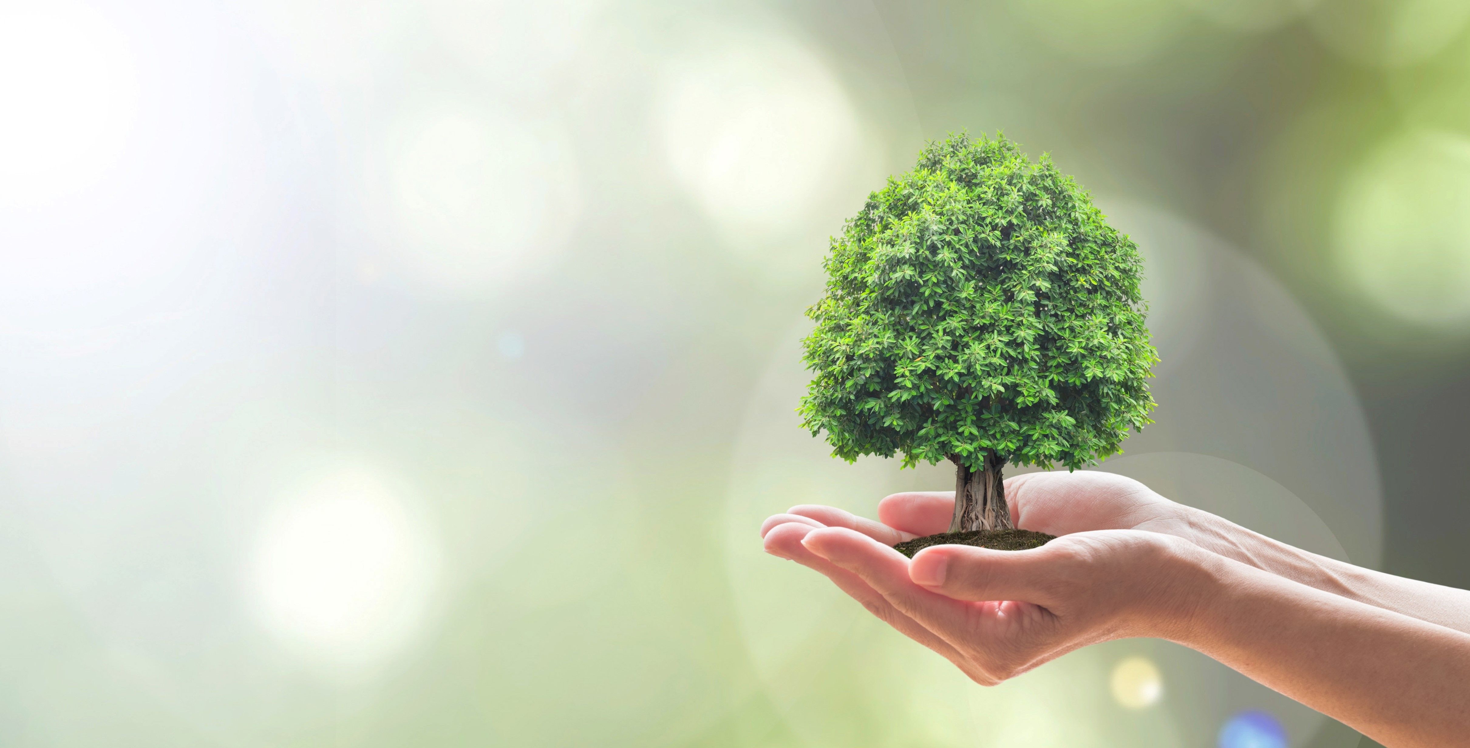 hopper-trees-carbon-offsets