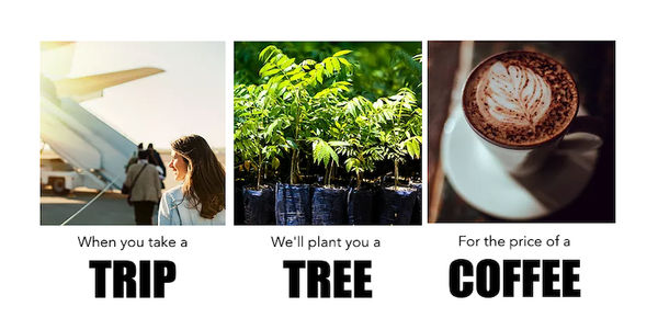 startup-stage-trees4travel