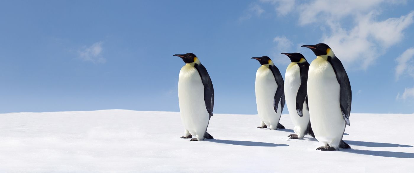 Hipmunk founders launch Flight Penguin to take on Kayak in metasearch